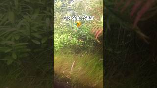 Mis TETRAS SERPAE tuvieron cría en el acuario😍 HYPHESSOBRYCON EQUES pesca acuario [upl. by Nnagrom]