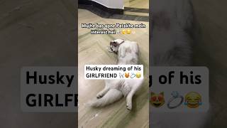 Husky dreams of his GIRLFRIEND 🐩😻 funnyhusky diwalivibes funnydog [upl. by Airamas]