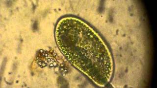 Paramecium digeriendo microalgas [upl. by Tebazile]