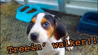 TREEING WALKER PUPPIES amp SNEAK PEAK AT THE 2ND GEN DODGE REBUILD [upl. by Cara572]