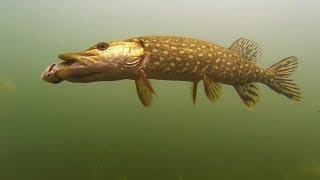 Pêche au vif  Attaques de brochets filmées sous leau [upl. by Attenoj321]