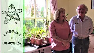 Cattleya Update With Rogers Orchids  discussing light amp indoor growing [upl. by Perron]