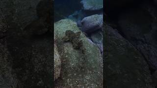 Spotted Wobbegong Shark Searching for an Ambush Spot MarineWildlife Nature [upl. by Ylrebmi650]