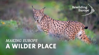 Rewilding Europe  Making Europe a Wilder Place  Discover our Mission Vision and Goals [upl. by Olia]