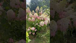 hydrangeaгортензияgardenгортензіяflowers parkjardinshortsアジサイсадnaturepaniclepaniculata [upl. by Noli555]