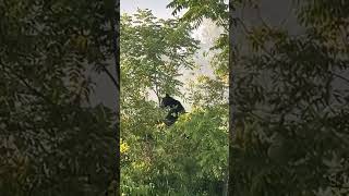 Cades cove Tennessee cadescove tennessee viral blackbears bear [upl. by Oicneserc]