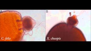 Feeding Behavior Modulates BiofilmMediated Transmission of Yersinia pestis by the Cat Flea [upl. by Anni182]