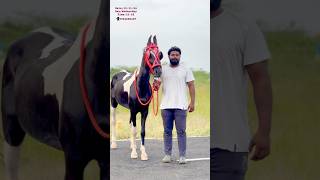 Good quality female horse for sale in madurai trending shorts youtube reels new [upl. by Schnapp663]