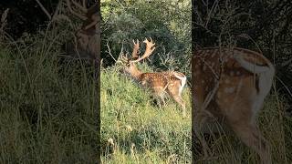 damhert fallow deer amsterdam water supply dunes deer forest nederland netherlands [upl. by Sigrid]