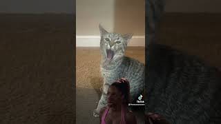 Freeloading cat cat catsoftiktok catfunny meme [upl. by Ailahs]