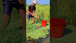 Beautiful Bottle Fish Traping fishing viralfishing hookfishing catfish viralvideoシ bottlefish [upl. by Notsahc140]