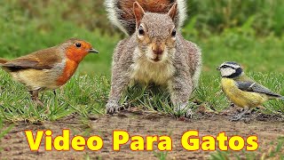 Videos Para Gatos  El video favorito de tus gatos [upl. by Eitak]