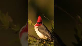 Cardinalis Documentary cardenal [upl. by Haikan716]