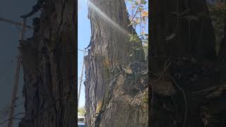 Epiphytic Rowan in Whitefish Montana [upl. by Idalia793]