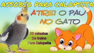 ASSOBIO PARA CALOPSITA  ATIREI O PAU NO GATO TREINAMENTO PARA CALOPSITA [upl. by Elrae]