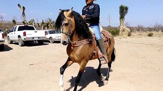 Caballo Bailador El Deseado Concepcion del oro Zac [upl. by Leyes]