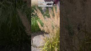 Calamagrostis arundinacea plants perennial grass garden nature botanique [upl. by Airdnazxela]