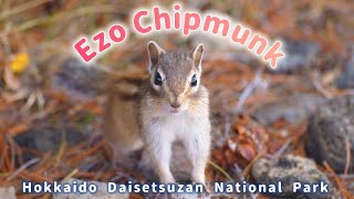 4K  Ezo Chipmunk  Daisetsuzan National Park in Hokkaido [upl. by Kalfas]