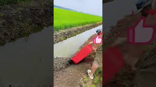 Raising loaches in rice fields  placement of loach seedlings [upl. by Searby435]