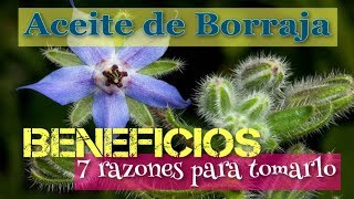 ❤️ ACEITE BORRAJA 👉 BENEFICIOS 7 RAZONES para TOMAR ACEITE de BORRAJA [upl. by Khorma]