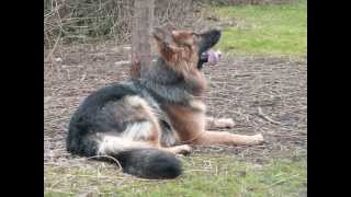 Old German Shepherd Kira  My everlasting love [upl. by Euqinimod]