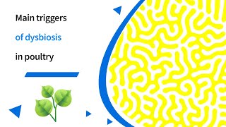 Common triggers of dysbiosis in poultry [upl. by Rento]