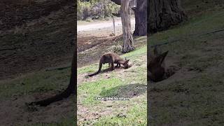 The kangaroo threw upshorts animals kangaroo rescue [upl. by Tonjes]