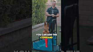 How to Treadmill Train Your Dog [upl. by Plantagenet]