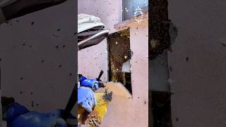 LIVE bee removal from a house wall [upl. by Mirisola999]