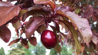 Purple leaf plum  leaves amp fruit  May 2021 [upl. by Acinorej]