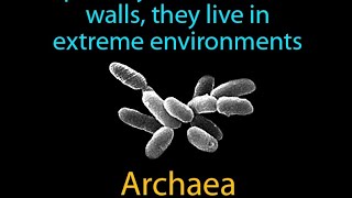 origin of ARCHAEA msc 1st sem [upl. by Aillil]