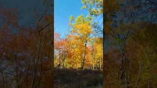 📍Des Plaines￼ River trail 🍁 fallseason weather shortsvideo viralvideo roshniamit usa india [upl. by Ellinad]