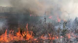 Site Prep Burn for Loblolly Pine Planting 2022 [upl. by Emmaline]