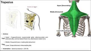 Muscles of the Shoulder Girdle EXPLAINED  Origin Insertion Action amp More [upl. by Koenig]