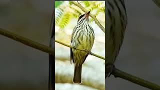 Bird soundsStreaked flycatcher shorts [upl. by Teik725]