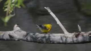 Prothonotary Warbler Protonotaria citrea foraging [upl. by Oleg]