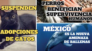 ❌NO MÁS ADOPCIONES de GATOS🐋MEGAPROYECTO MEXICANO y las BALLENAS🐶PERROS y TU SUPERVIVENCIA y más [upl. by Zolnay]