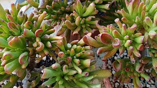 CRASSULA OVATA GOLLUM BAKIM DİKİM GENÇLEŞTİRME [upl. by Thant]