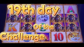 The 19th day of 15 gold buffalo heads challenge [upl. by Anaicilef603]