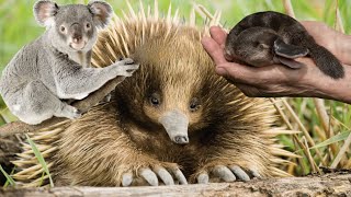 How to find ANIMALS in AUSTRALIA Echidna Platypus Snakes Lizards Koala Birds [upl. by Mabel]