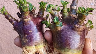 Adenium Arabicum Black variety Introduction [upl. by Sallad]