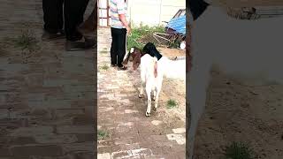 good enjoy short morning goats village life 198 [upl. by Yert829]