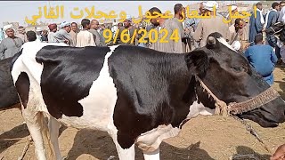 اسعار العجول القاني والعجلات القاني من داخل سوق السبت [upl. by Pani50]