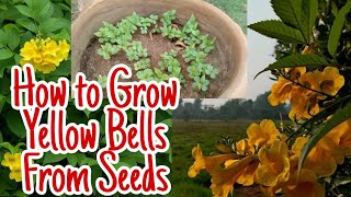 How to Grow Yellow Bells plants From SeedsTecoma Stans Seedlings  Gardening and Junk Art [upl. by Conni779]