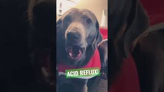 Dog acid reflux and GERD heartburn symptoms and lip licking gulping [upl. by Sukcirdor]