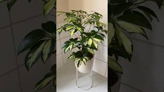 schefflera arboricola umbrellaplant indoorplants houseplants plantlover plantdecor plants [upl. by Iatnahs]