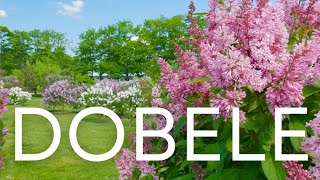 Exploring Dobele City And Visiting Biggest Lilac Garden In Europe 2024 4K  Latvia [upl. by Lela358]