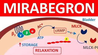 Mirabegron extended release tablets  Beta3 agonist  Mechanism precautions side effects [upl. by Feirahs709]