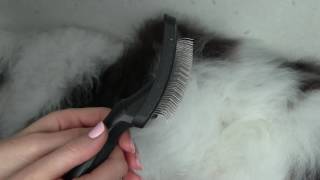 Step 2 of Grooming Your Doodle At Home Slicker Brush Tutorial [upl. by Hazard122]