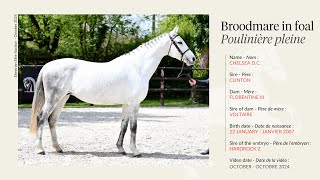 Lot 7  Broodmare Chelsea DC by Clinton in foal to Hardrock Z [upl. by Lordan]